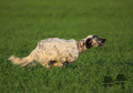 Setter Anglais MODJO DE LA PLUME DU PÉVÈLE Setter Anglais MODJO DE LA PLUME DU PÉVÈLE